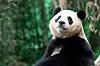 Visitors will be able to show their support and love for Fu Bao's new beginning as the vehicle carrying the panda passes through the crowd. [SAMSUNG C&T]