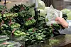 A customer bags spinach at a supermarket in Seoul on May 20. [NEWS1]