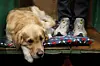 A golden retriever rests during the Crufts dog show in Birmingham, Britain on March 8, 2025, in this photo unrelated to the story. [REUTERS/YONHAP]