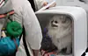 A dog is seen during a demonstration of pet products at a pet fair held in Suwon, Gyeonggi on July 4, 2025. [NEWS1]