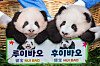 Giant pandas Rui Bao and Hui Bao sit for their naming ceremony at Everland theme park on Thursday. [NEWS1]