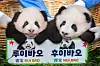 Giant pandas Rui Bao and Hui Bao sit for their naming ceremony at Everland theme park on Thursday. [NEWS1]