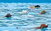Dogs swim at the Haha Hoho Water Park located in the Olympic Park in Songpa District, eastern Seoul, on Sunday. [NEWS1]