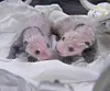 First-born Rui Bao (right) and second-born Hui Bao 15 days after their birth [SAMSUNG C&T]