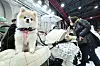A pet dog is waiting as her owner shops for pet products at the 2024 K Pet Fair Setec held at the Seoul Trade Exhibition & Convention in Gangnam District, southern Seoul, on March 15. [NEWS1]