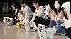 Pet dogs attend a university entrance ceremony at Tongmyong University in Busan on Feb. 2. The university opened a pet-focused college last March. [SONG BONG-GEUN]
