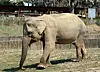 Sakura, an elephant that died on Feb. 13 at Seoul Zoological Garden, is photographed for the last time last year. [JOONGANG PHOTO]