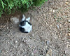 A cat was found dead and half-buried in the ground in Busan, police said on Dec. 1. [YONHAP]