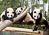 First panda twins born in Korea share final moments with mother before ...