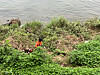A firefighter searches for the missing person in Gapyeong, Gyeonggi, on Aug. 9. [JOONGANG ILBO]