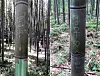 Graffiti written in Hangul appears on a path in Arashiyama Bamboo Grove, a tourist attraction in Kyoto, Japan. [SCREEN CAPTURE]