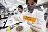 Researchers classify collected mosquitoes at a laboratory in Suwon, Gyeonggi in April. [YONHAP]