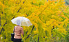 A person with an umbrella walks in the rain, enjoying the fall foliage at Kyungpook National University in Daegu on Tuesday. [YONHAP]