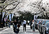 Cherry blossoms in full bloom in Daegu on April 6 [NEWS1]