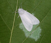 The fall webworm, known in Korea as the American white moth [NATIONAL INSTITUTE OF FOREST SCIENCE]