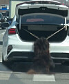 A large dog, appearing to be a Chow Chow, is seen dangling motionless from a rope attached to a trunk of a white car in Dangjin, South Chungcheong on April 6. [YONHAP]
