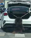 A large dog, appearing to be a Chow Chow, is seen dangling motionless from a rope attached to a trunk of a white car in Dangjin, South Chungcheong, on April 6. [YONHAP]