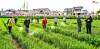 North Korean agricultural workers [NEWS1]