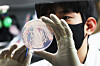 A researcher at the Gyeonggi Province Institute of Health and Environment demonstrates the process of culturing and isolating food poisoning bacteria in Suwon, Gyeonggi, on May 19. [YONHAP]