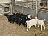 Goats are gathered in a farm in Korea on Feb. 24 . [MINISTRY OF AGRICULTURE, FOOD AND RURAL AFFAIRS]