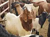 Goats are huddled together at a farm in Gimcheon, North Gyeongsang, on March 4, 2023. [JOONGANG ILBO]