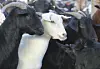 Goats are gathered at the farm in Suncheon, South Jeolla, on Oct. 21, 2019. [JOONGANG ILBO]