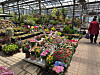 Carnations sit unsold at a stall run by a florist surnamed Sung, 75, at the Yangjae Flower Market Center in southern Seoul on May 8. [JOONGANG ILBO]