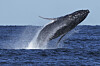 A humpback whale breaches off the coast of Port Stephens, north of Sydney, Australia, on June 18. [AP/YONHAP]