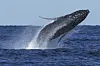 A humpback whale breaches off the coast of Port Stephens, north of Sydney, Australia, on June 18. [AP/YONHAP]