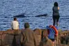 Spectators watch as whales swim past at Boat Harbour north of Sydney, Australia, on June 12, 2023. [AP/YONHAP]