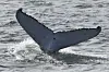A humpback whale dives off the coast of Port Stephens, north of Sydney, Australia, on June 18, 2025. [AP/YONHAP]