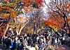 Participants of the 2025 Seoul Eco Hiking Festa hike along a trail on Mount Namsan in Jung District, central Seoul, on Nov. 15. [PARK SANG-MOON]