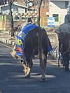 A person brings cows to the Suwon Jangan Police Station in Suwon, Gyeonggi, on Jan. 20. [JOONGANG ILBO]