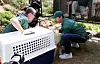 Workers from the Cheongju city government and Humane World for Animals transport dogs rescued from an illegal dog farm in Cheongju, North Chungcheong, on May 8. [YONHAP]