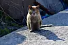 A cat covered in soot and smoke waits to be rescued in Yeongdeok County, North Gyeongsang, on April 3, following a wildfire that swept through the area. [NEWS1]