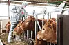A veterinarian vaccinates cows to prevent foot-and-mouth disease at a farm in the city of Yongin, Gyeonggi, on April 3, 2023. [YONHAP]