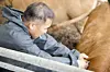 An owner of a cattle farm gives a vaccination shot for lumpy skin disease to a cow in North Chungcheong in October, 2023. [YONHAP]