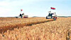 North Korean farmers harvest crops in this photo released by Rodong Sinmun, which reported on Oct. 25 on progress being made in mechanization of rural management under a new rural development policy. [RODONG SINMUN