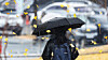 A university student walks under a ginkgo tree with an umbrella on the Kyungpook National University campus in Buk District, Daegu, on Nov. 25 [YONHAP]