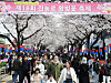 Festivalgoers are seen at the 18th Jeonnong-ro Cherry Blossom Festival in Jeju on March 30. [NEWS1]