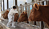 Cows are being vaccinated at a cattle farm in Ulsan. [YONHAP]
