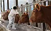 Cows are being vaccinated at a cattle farm in Ulsan. [YONHAP]