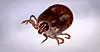 A picture of a Haemaphysalis longicornis tick [YONHAP]