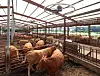 Cows are seen at a farm in Gangwon in Aug. 4, 2024. [YONHAP]