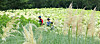 Visitors look around a green field at the Donghwa Village in Jeju Island on Aug. 6. [YONHAP]