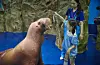 A visitor feeds fish to a walrus at Aqua Planet's Ilsan branch. [AQUA PLANET]