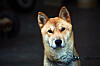 A picture of a Jindo dog [JOONGANG ILBO]