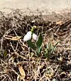 Snowdrops are spring flowers native to temperate regions of Western Europe. [OH KYUNG-AH]