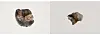 Two molars unearthed from Tomb No. 2 at the Royal Tombs in Gongju, South Chungcheong, presumed to belong to King Samgeun of Baekje [KOREA HERITAGE SERVICE]