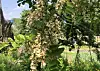 Acacia blossoms wilted at a beekeeping farm in Namyangju, Gyeonggi, on May 19, after being struck by a sudden downpour on May 16. [KOREA BEEKEEPING ASSOCIATION]